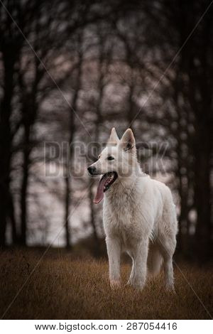 Portrait Of White Swiss Shepherd Dog, Who Is Standing In Fron Of Forest