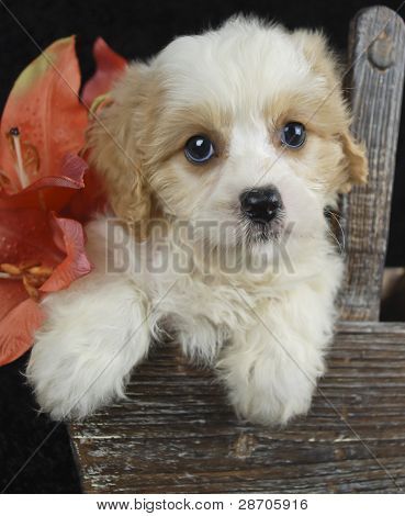Szczeniak Cavachon