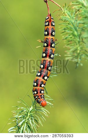 Spurge Hawk-moth Hyles Euphorbiae In Czech Republic