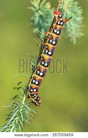 Spurge Hawk-moth Hyles Euphorbiae In Czech Republic