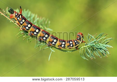 Spurge Hawk-moth Hyles Euphorbiae In Czech Republic