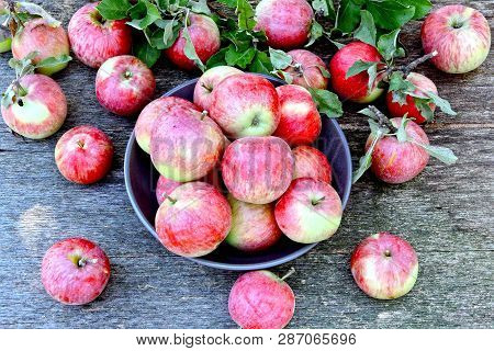Fresh Red Apples. Harvest Of Apples. Pink Apples On A Wooden Background. Leaves Of Apple. Freshly Ha