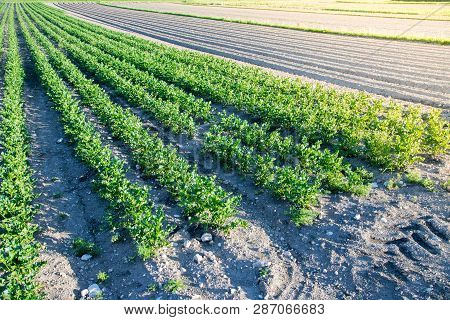 Field Of Vegetables On An Agriculture Farm, Celery