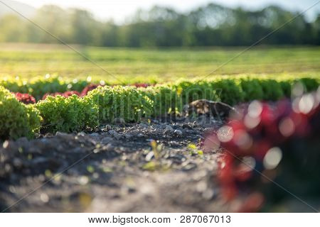 Salat Fields With Green And Red Salads On An Agriculture Field, Harvest Time