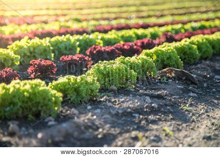 Salat Fields With Green And Red Salads On An Agriculture Field, Harvest Time