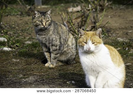Gray Cat And Ginger Cat Sit On The Lawn