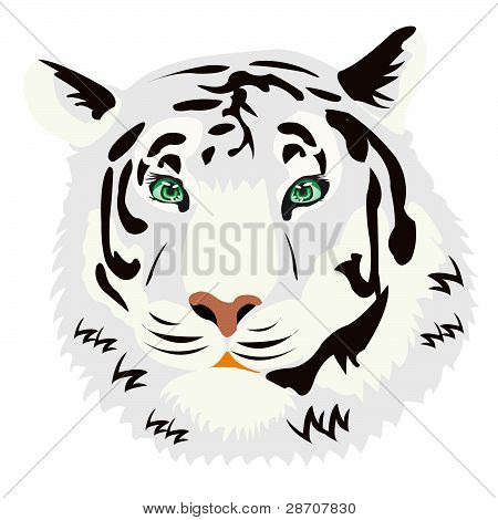Portræt af Tiger på hvid baggrund