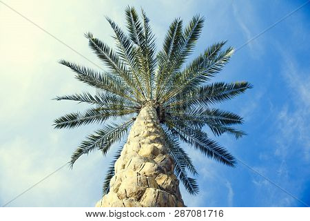 Palm Three In Street Uner Blue Sky