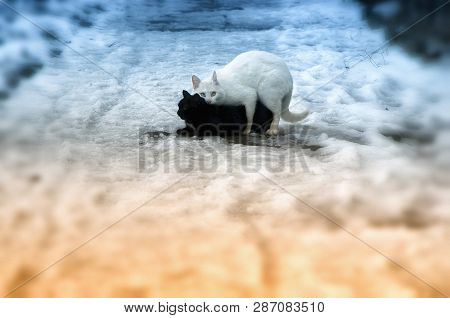Black Cat, White Cat (yin And Yang). Street, Stray Cats Have Sex In The Snow