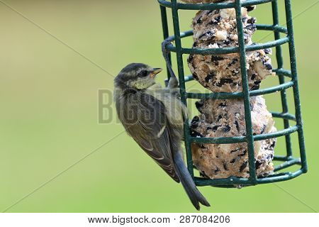 Portrait Of A Baby Bluetit (cyanistes Caeruleus) Feeding On A Bird Feeder