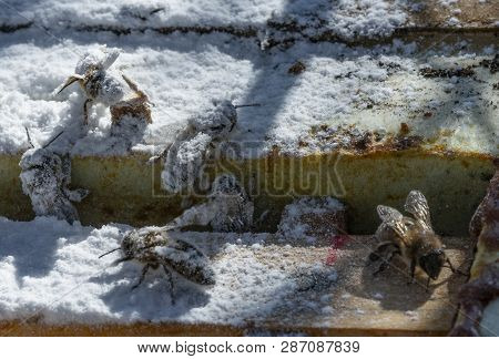 Treatment Bees With Powder Sugar Dusting Against Warroa Destructor