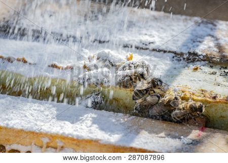 Treatment Bees With Powder Sugar Dusting Against Warroa Destructor