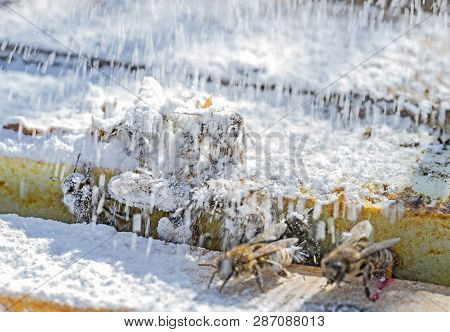 Treatment Bees With Powder Sugar Dusting Against Warroa Destructor