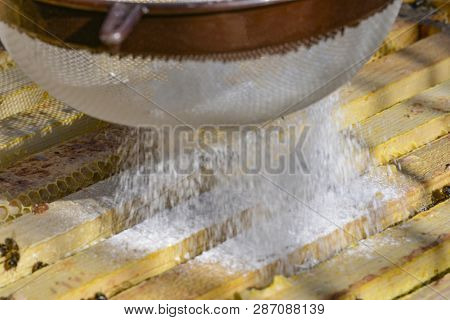Treatment Bees With Powder Sugar Dusting Against Warroa Destructor