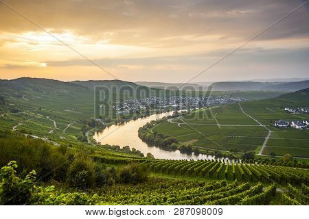 Famous River Moselle Loop In Trittenheim, Germany