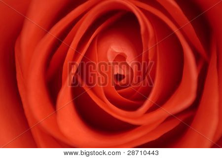 Rouge Rose Close Up dans le flou artistique