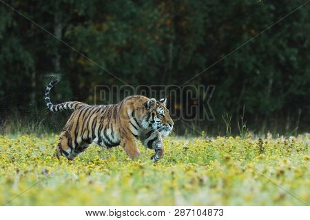 Tiger With Pink And Yellow Flowers. Siberian Tiger In Beautiful Habitat - Pathera Tigris Altaica