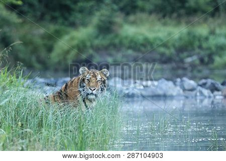 The Siberian Tiger Is The Largest Tiger - Panthera Tigris Amurensis