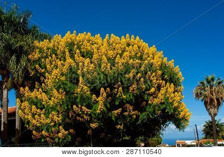 Big Close Up From A Whitebark Senna Tree
