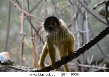 The black-capped squirrel monkey (Saimiri boliviensis) is a South American squirrel monkey, found in