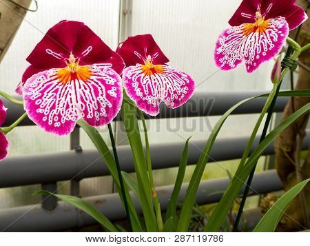 Beautyful Flower - Orchids Or Miltonopsis, Miltonia Lindl. On The Green Background For Desktop, Wall