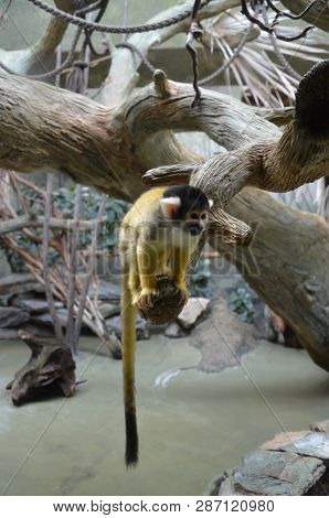 The black-capped squirrel monkey (Saimiri boliviensis) is a South American squirrel monkey, found in