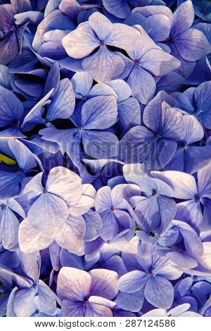 Hydrangea With Blue Petals In Oban, United Kingdom. Hydrangea Flower Blossom. Flora And Nature. Natu