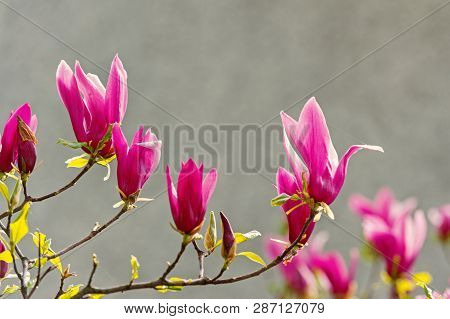 Blossom, Bloom, Flowering. Blossoming Magnolia Branch With Purple Flowers On Blurred Background. Spr