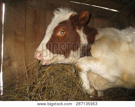 Little Calf With Brown Blur Eats A Hay Getting Up The Leg