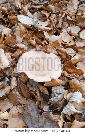 Pilz