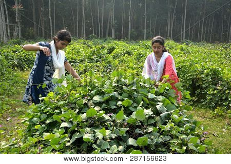 Two Indian Girls Wearing Salwar Kameez And A White Dhupatta Tendering A Broad Beans Or Flat Lima Bea