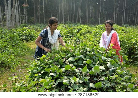 Two Indian Girls Wearing Salwar Kameez And A White Dhupatta Tendering A Broad Beans Or Flat Lima Bea