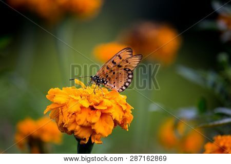 Marigold Flowers Blooming Away In The Garden On A Beautiful Day.