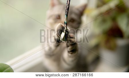 Lovable Scottish Fold Cat Window Plant Happy