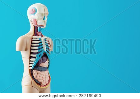 Anatomical Model Of Human Body With Internal Organs On Blue Background. Anatomy Body Mannequin