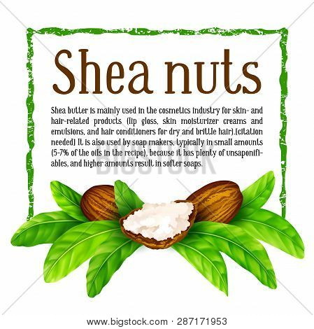 Shea Nuts With Leaves In Vector. Vector Shea Nuts With Shea Butter And Green Leaves In A Square Text