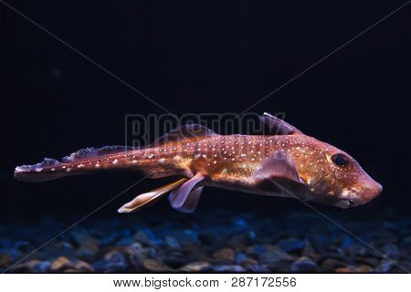 Spotted ratfish (Hydrolagus colliei). Marine fish. 