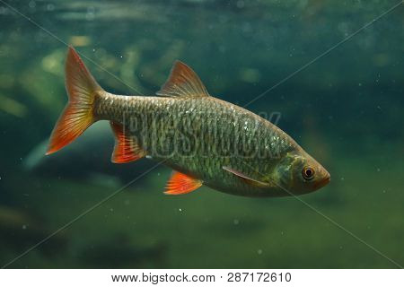 Common rudd (Scardinius erythropthalmus). Freshwater fish.