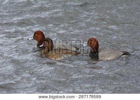 Redhead Duck - Aythya Americana 
Three On Water