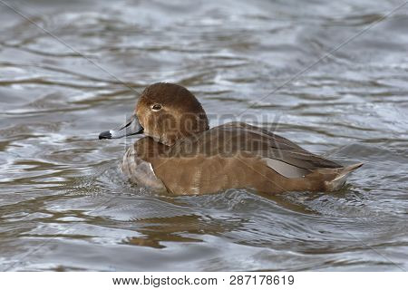 Redhead Duck - Aythya Americana
Female On Water