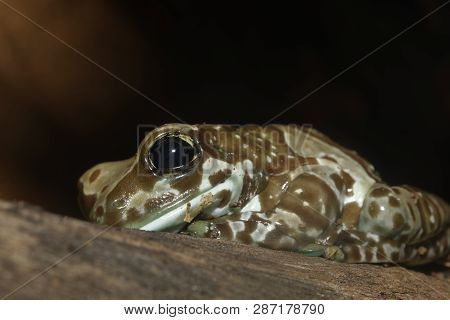 Amazon Milk Frog - Trachycephalus Resinifictrix 
From The Amazon Rain Forest