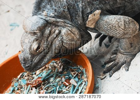 Lizard Ctenosaura Melanosterna In Terrarium. Teal And Orange Photo Filter.