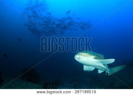 Leopard Shark and fish school 