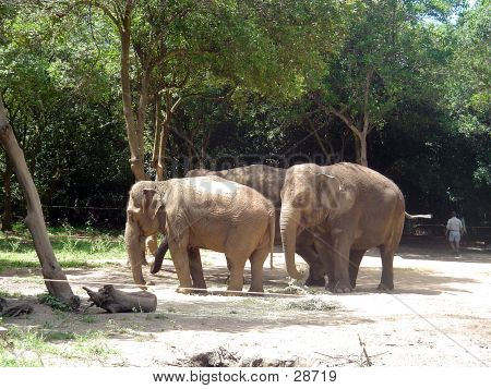 Elefantes no zoológico