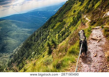The Dog On The Road. There Is The View From Mountain Krakonos And Kozi Hrbety To The Valley.