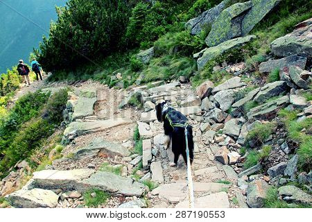 The Dog On The Road. There Is The View From Mountain Krakonos And Kozi Hrbety To The Valley.