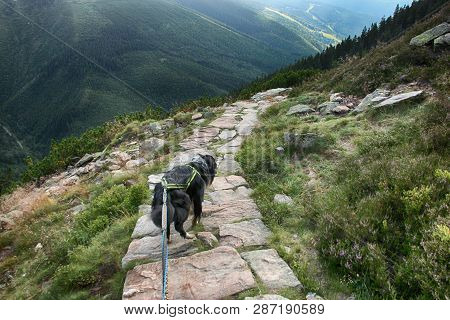 The Dog On The Road. There Is The View From Mountain Krakonos And Kozi Hrbety To The Valley.