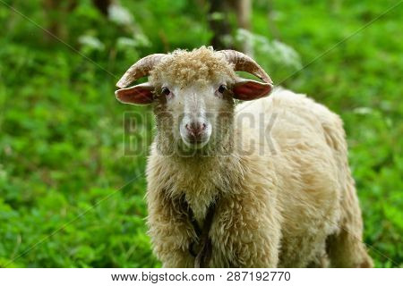 Aries Ram With Antler Grazing The Grass On Meadow Head Detail