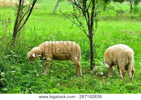 Head Detail Sheep Grazing The Grass On Meadow