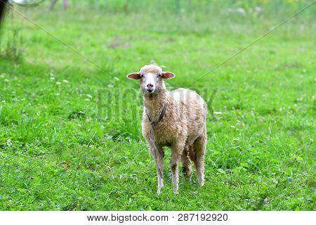 Head Detail Sheep Grazing The Grass On Meadow